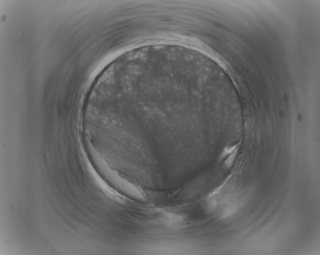 X0000066111523200604071834