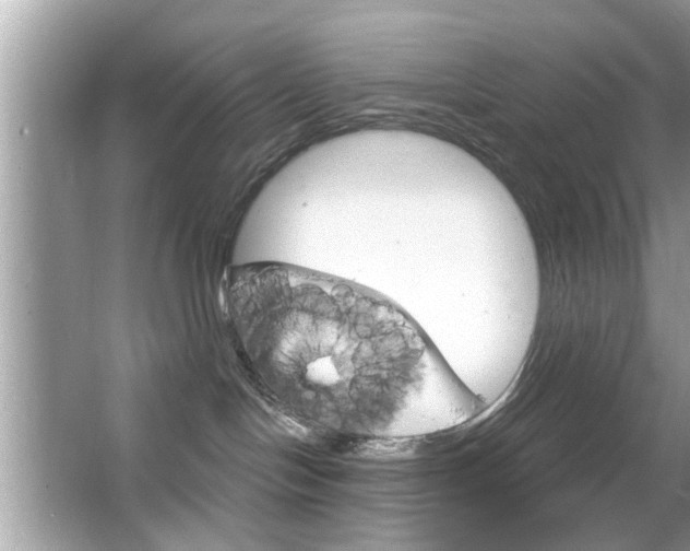 X0000066120094200603101053