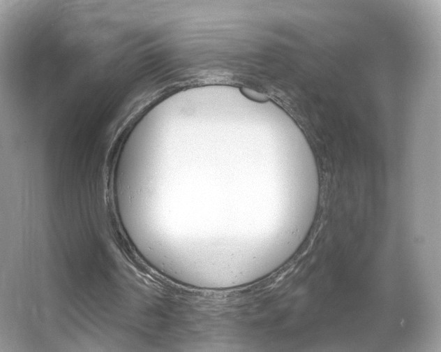 X0000066120194200603101050