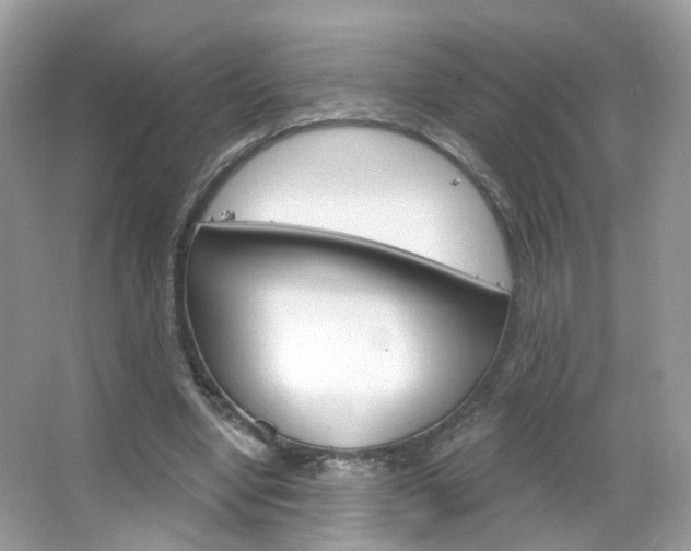 X0000066120442200603101046