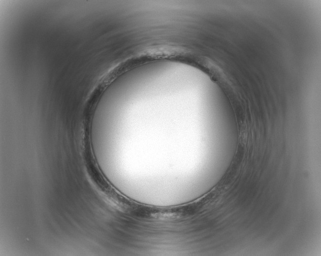 X0000066120448200603101046