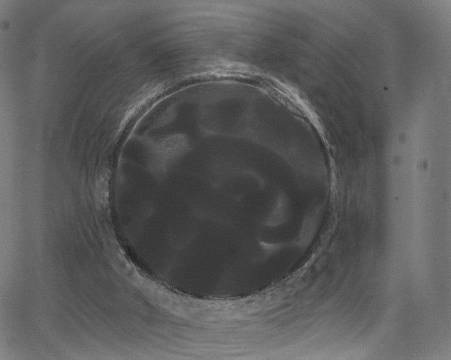 X0000066120010200603101247