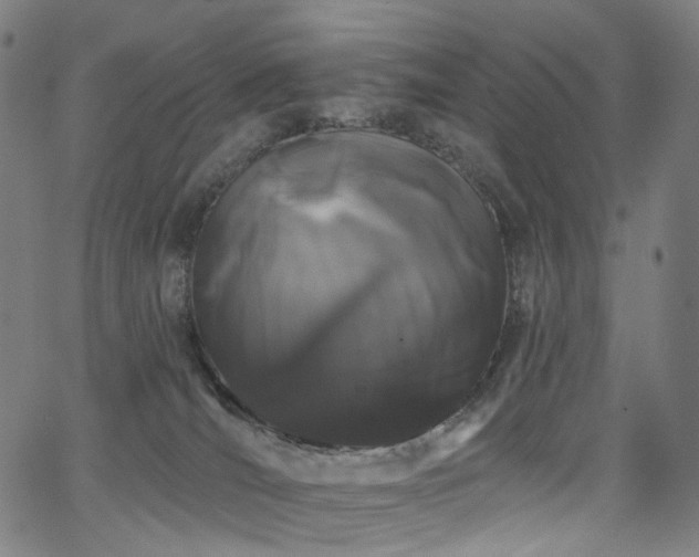 X0000066120036200603101246