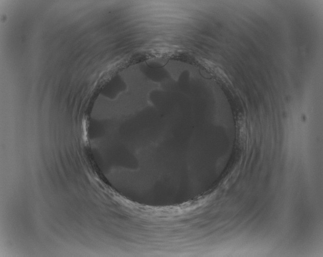 X0000066120042200603101246