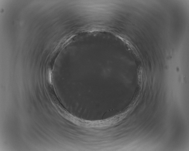 X0000066120046200603101246