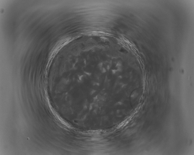 X0000066120049200603101245