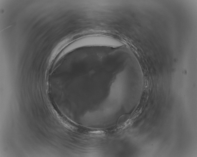 X0000066120053200603101245