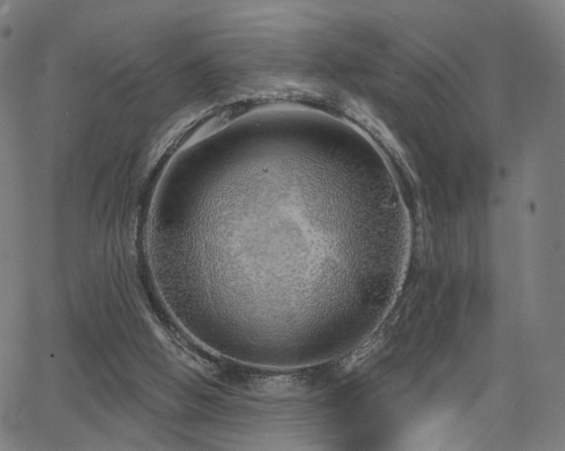 X0000066120058200603101246