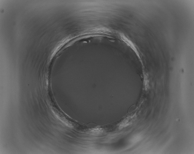 X0000066120059200603101246