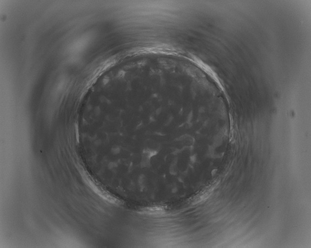 X0000066120061200603101246