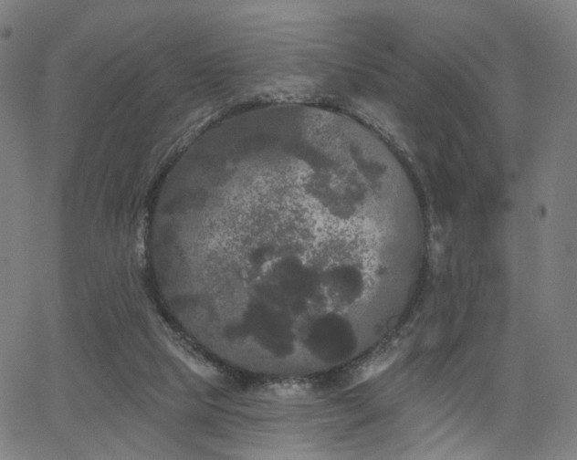 X0000066120065200603101246