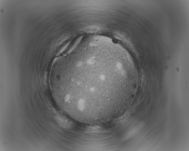 X0000066120066200603101246