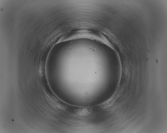 X0000066120074200603101246