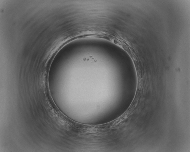 X0000066120098200603101245