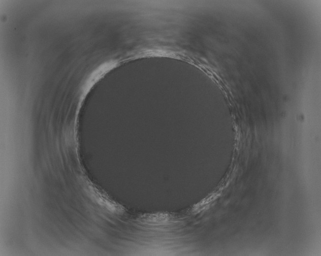 X0000066120104200603101245