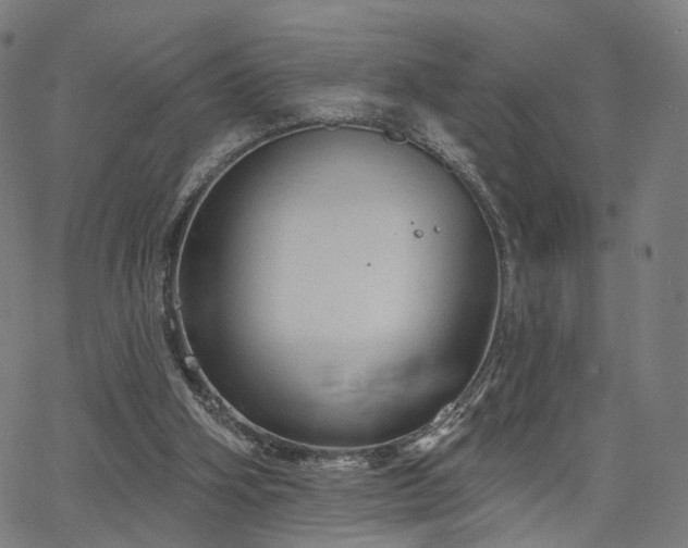 X0000066120106200603101245