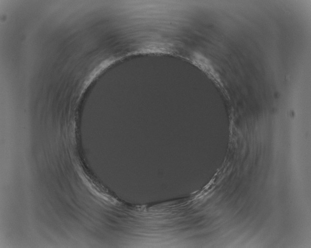 X0000066120108200603101245