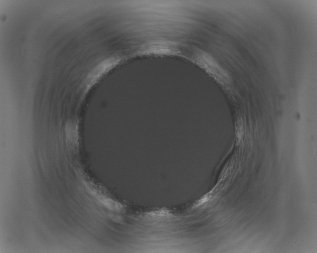 X0000066120112200603101245