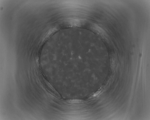 X0000066120123200603101245