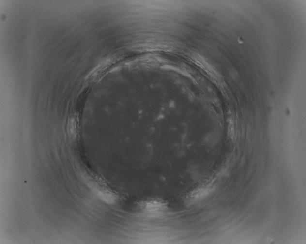 X0000066120165200603101244