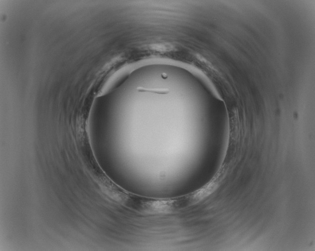 X0000066120184200603101245