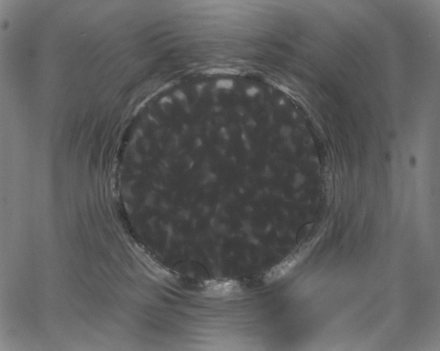 X0000066120185200603101245