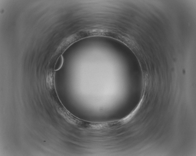 X0000066120190200603101245