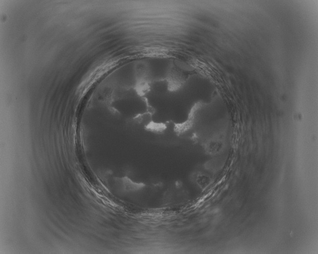 X0000066120194200603101244