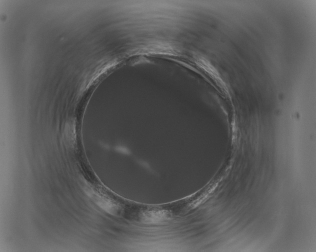 X0000066120202200603101244