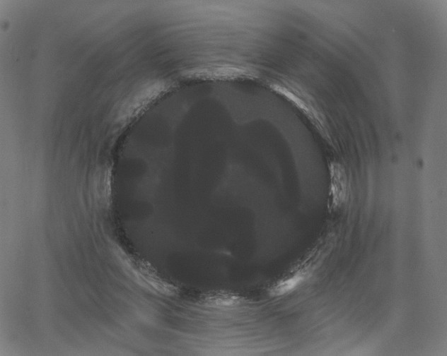 X0000066120206200603101244