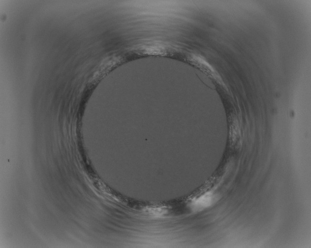 X0000066120213200603101244