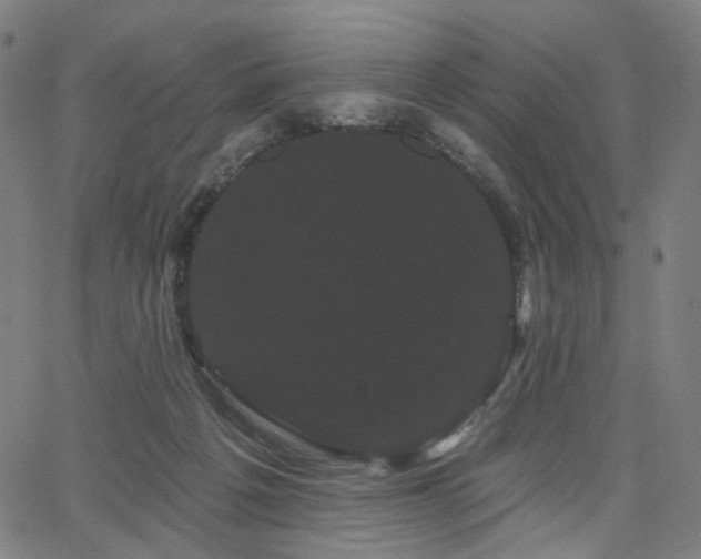 X0000066120217200603101243