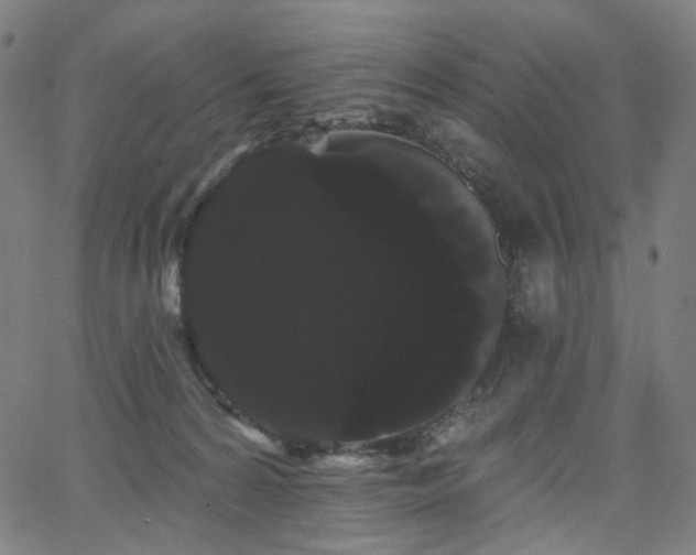 X0000066120224200603101243