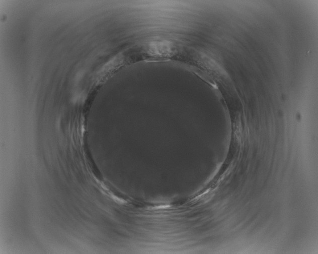 X0000066120233200603101243