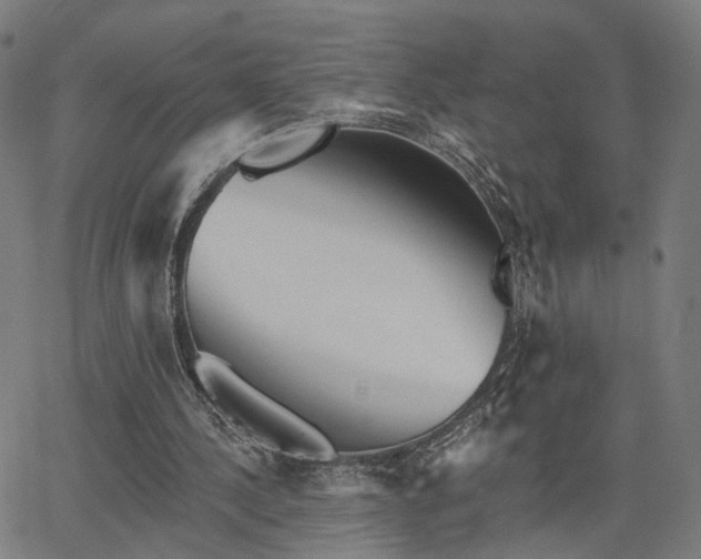 X0000066120244200603101242