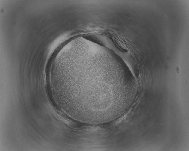 X0000066120246200603101242