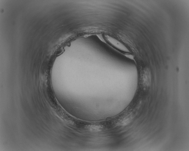 X0000066120255200603101243