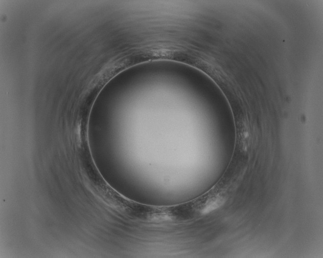 X0000066120262200603101243