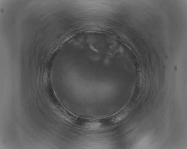 X0000066120266200603101243