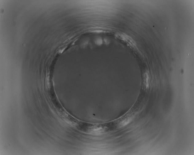 X0000066120267200603101243