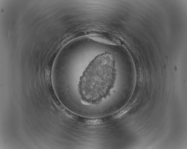 X0000066120281200603101243