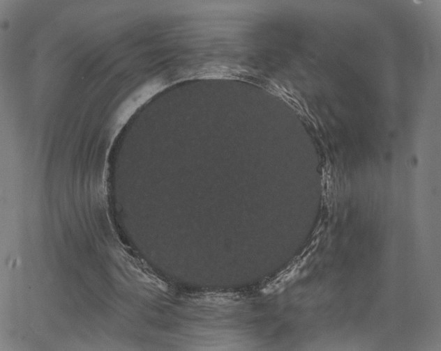 X0000066120292200603101242