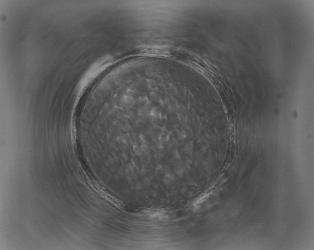 X0000066120294200603101242