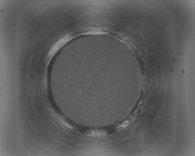 X0000066120296200603101242