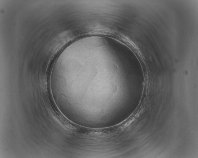 X0000066120298200603101242