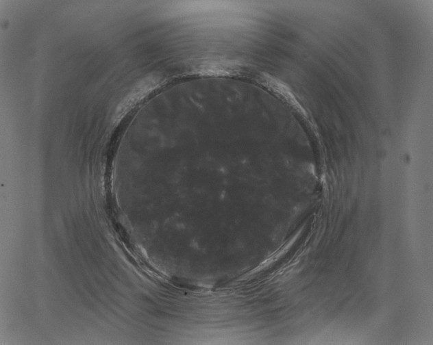 X0000066120299200603101242