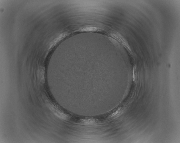 X0000066120300200603101242