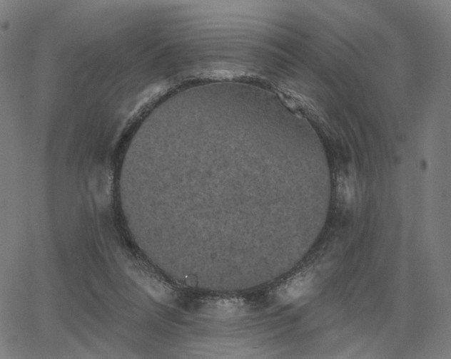 X0000066120304200603101242