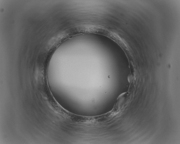 X0000066120306200603101242