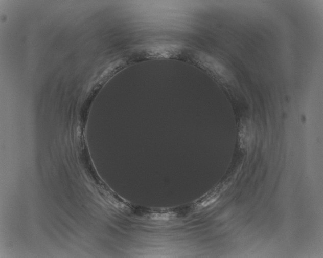 X0000066120314200603101242